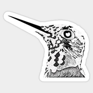 Hummingbird Sticker